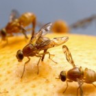 Hoe kan ik fruitvliegjes tegengaan?
