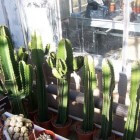Kamerplant Euphorbia ingens, mooi maar giftig