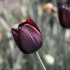Tulpen kruisen: specialiteit van Nederland als tulpenland