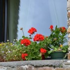 Geraniums zijn planten voor in de tuin of op het balkon