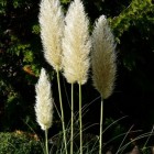 Pampasgras met witte pluimen is een plant voor grote tuin