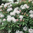 Rhododendrons en azalea's zijn mooie voorjaarsbloeiers