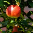 Waar moet je op letten bij het kiezen van een appelboom?