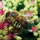 De beste vaste planten voor bijen