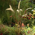 Siergrassen: zowel rustgevend als spannend in de tuin