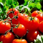Tomaten thuis zaaien en kweken: uitleg en praktijkvoorbeeld