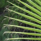 Trachycarpus Wagnerianus: een winterharde palm
