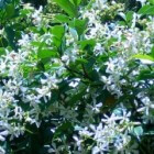 Italiaanse Jasmijn, Trachelospermum Jasminoides
