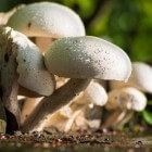 Zelf paddenstoelen of champignons telen