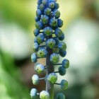 Blauwe druif of Muscari, een leuk bolgewas en winterhard!