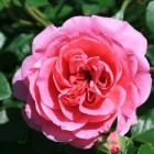 Engelse rozen of David Austin rozen; doorbloeiend & geurend