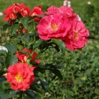 Moderne rozen; theehybriden en floribunda rozen