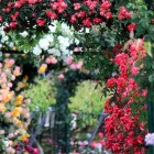 Rozenkwekers, rozentuinen, rosaria en rozensnoeidagen