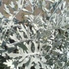 Senecio of zilverkruiskruid, bladeren als blikvanger
