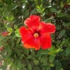 Hibiscus of Chinese roos, plant die veel bloemen geeft