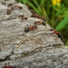 Mieren bestrijden en preventief weren uit huis en tuin