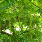 Pterocarya fraxinifolia (vleugelnoot)