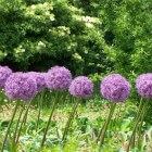 Zomerbloeiende bloembollen: Allium of Sierui