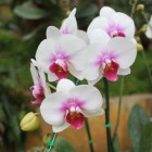 Orchideeën voor binnen en buiten