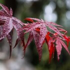 kromme nemen Seraph Rode bladeren geven de tuin een mysterieuze sfeer | Huis en Tuin: Tuin