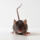 Hoe kan ik ratten of muizen in huis bestrijden