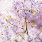 Kamerplanten: zo verzorgen we onze orchideeën