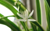 Een witte bloem van de sprietplant  / Bron: Jwchew1, Wikimedia Commons (Publiek domein)