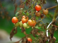 Vanaf de nazomer zullen de planten bruin worden, de dan nog groene tomaten zullen niet meer rijpen, maar net als de plant bruin worden / Bron: MonikaP, Pixabay