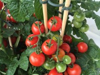 Tomatenplanten zullen vroeg of laat altijd moeten worden ondersteund / Bron: Enaoniro, Pixabay