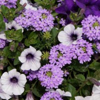 Petunia (lila) en ijzerhard (paars) / Bron: Hietaparta, Pixabay