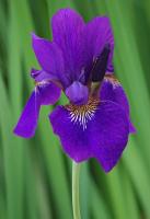 <I>Iris sibirica</I> / Bron: Derek Ramsey (Ram-Man), Wikimedia Commons (GFDL-1.2)