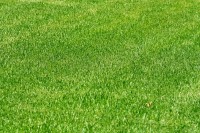 Een gemaaid grasveld / Bron: Robby m, Rgbstock