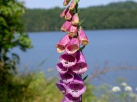 Vingerhoedskruid groeit erg goed en geeft mooie bloemen / Bron: Swallowtail Garden Seeds, Flickr (Publiek domein)