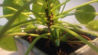 Pannenkoekenplant - Kleine plantjes groeien vanzelf naast de moederplant.