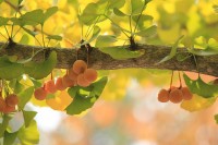 Vruchten in de zuilvormige Ginkgo biloba / Bron: Punch ra, Pixabay