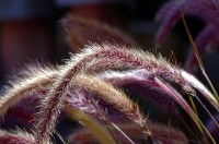 Eenjarige of niet winterhard siergras - Pennisetum setaceum / Bron: MikeGoad, Pixabay