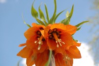 Fritillaria (Keizerskroon) / Bron: Me, Wikimedia Commons (Publiek domein)