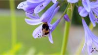 Agapanthusbloemen zijn aantrekkelijk voor insecten / Bron: WhisperingJane ASMR, Pixabay