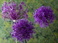 Zomerbloeiende Allium / Bron: Domeckopol, Pixabay