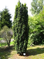 Zuilvormige Taxus / Bron: Matthieu Sontag, Wikimedia Commons (CC BY-SA-3.0)
