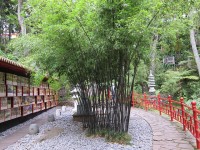 Bamboe kan de hele tuin overnemen / Bron: Saponifier, Pixabay