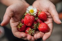Aardbeien uit eigen tuin / Bron: Walkersalmanac, Pixabay