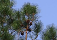 Pinus (den) / Bron: Sarangib, Pixabay