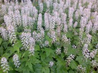 tiarella / Bron: Matleena Laakso / Flickr