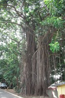 Ficus elastica in Ghana / Bron: ZSM, Wikimedia Commons (CC BY-3.0)