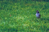 Bron: Http://www.public-domain-image.com/free-images/fauna-animals/birds/sparrow-bird-pictures/white-crown