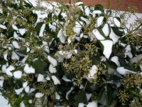 Hedera helix arborescens in sneeuw