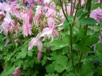 Goede Roze bloeiende vaste planten | Huis en Tuin: Tuin KE-91
