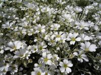 In dienst nemen hoffelijkheid Ophef Planten met zilverkleurig of grijsgroen blad | Huis en Tuin: Tuin