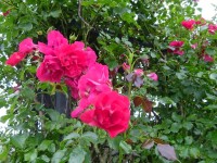 Rosa 'Rotfassade'